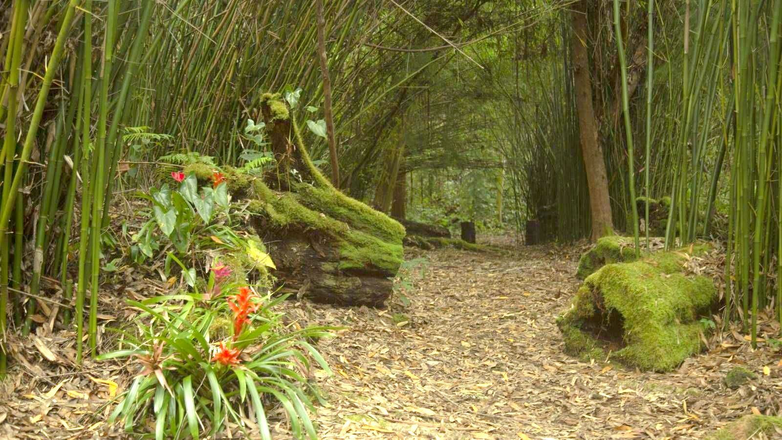 Kona Cloud forest hike
