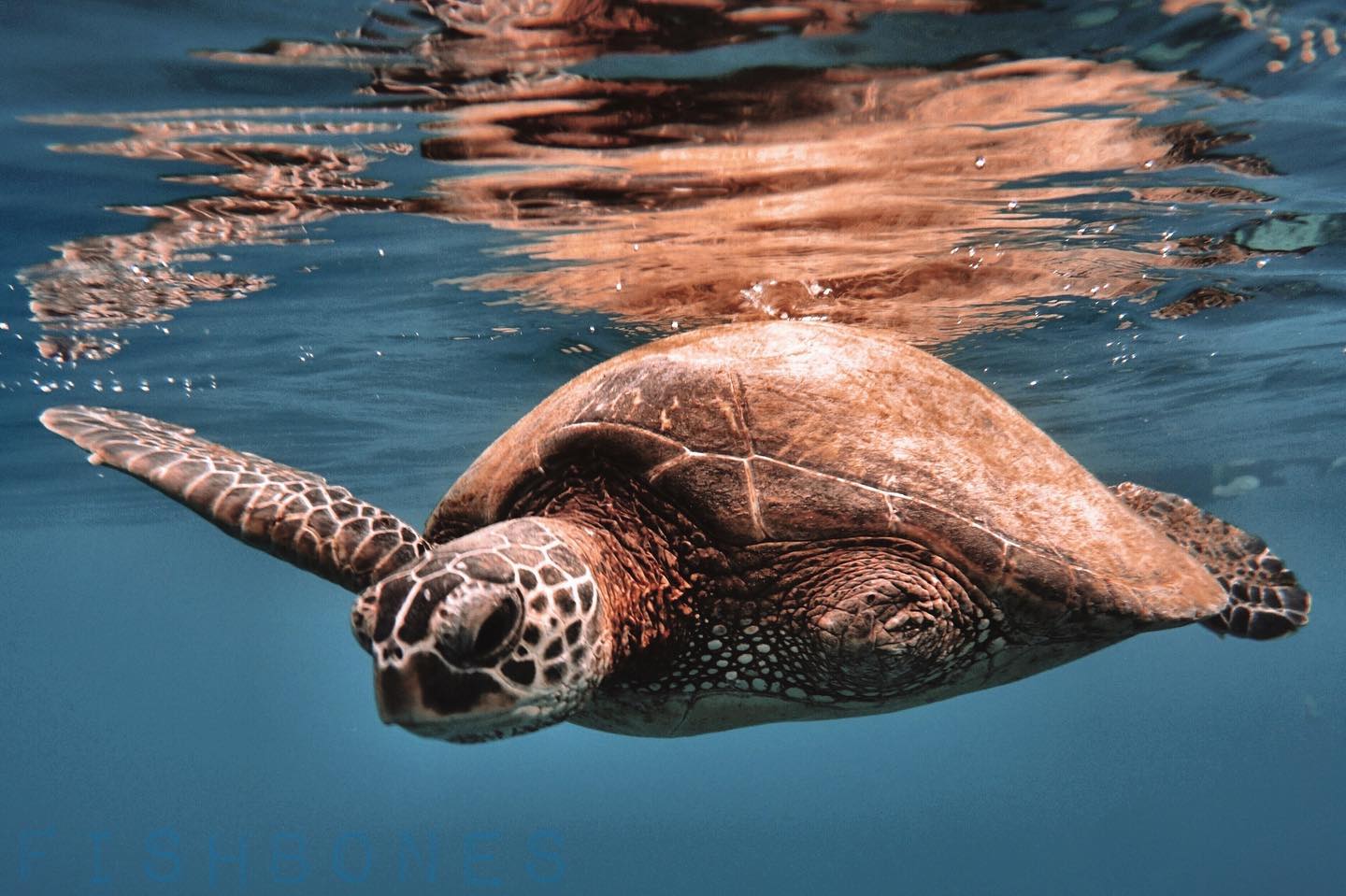Snorkel in Kealakekua Bay Captain Cook