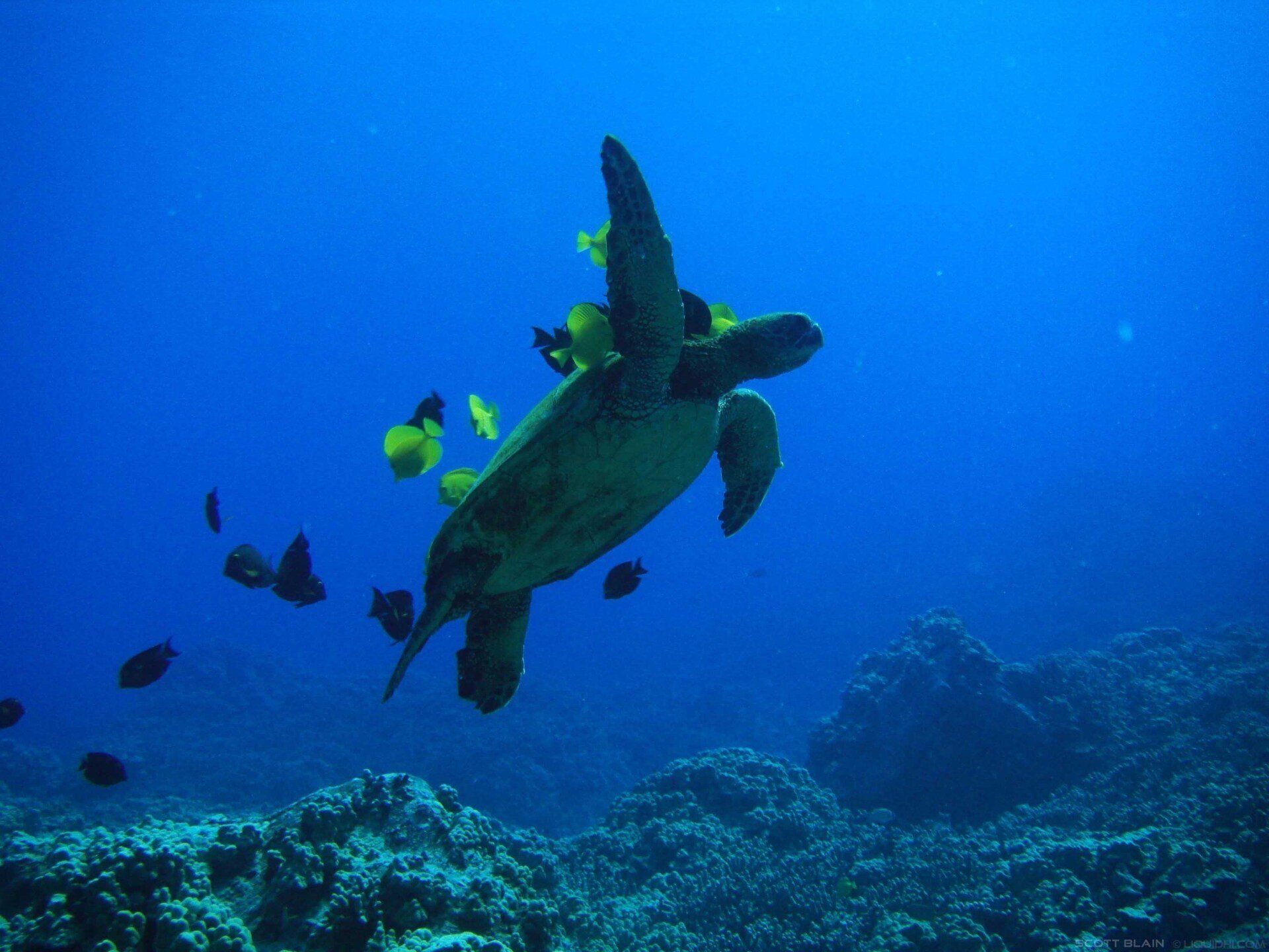 Sea Turtles in Kona Hawaii