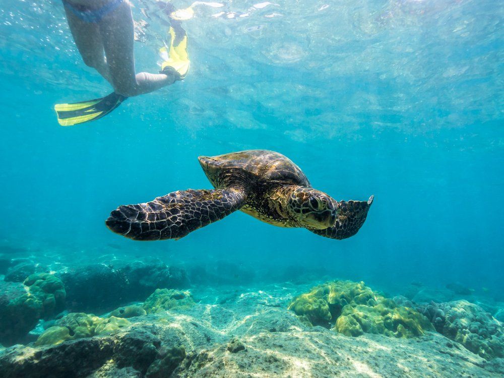 Dolphin Reef Snorkeling Tour in Kona