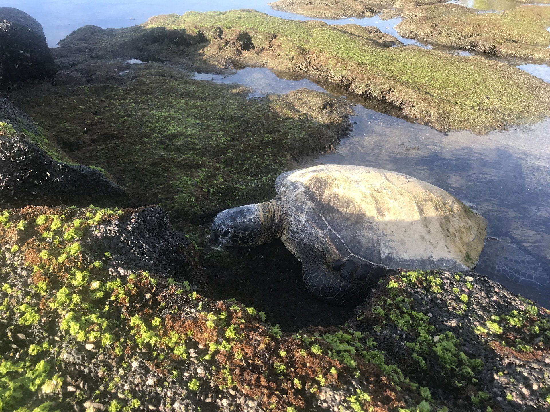 Sea turtles in Hilo on Black sand beach 