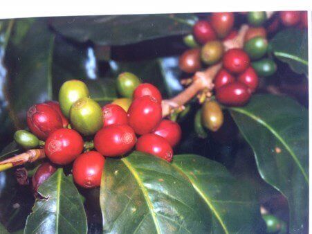 Guided tour to Kona Coffee Farm Greenwell Coffee Farm