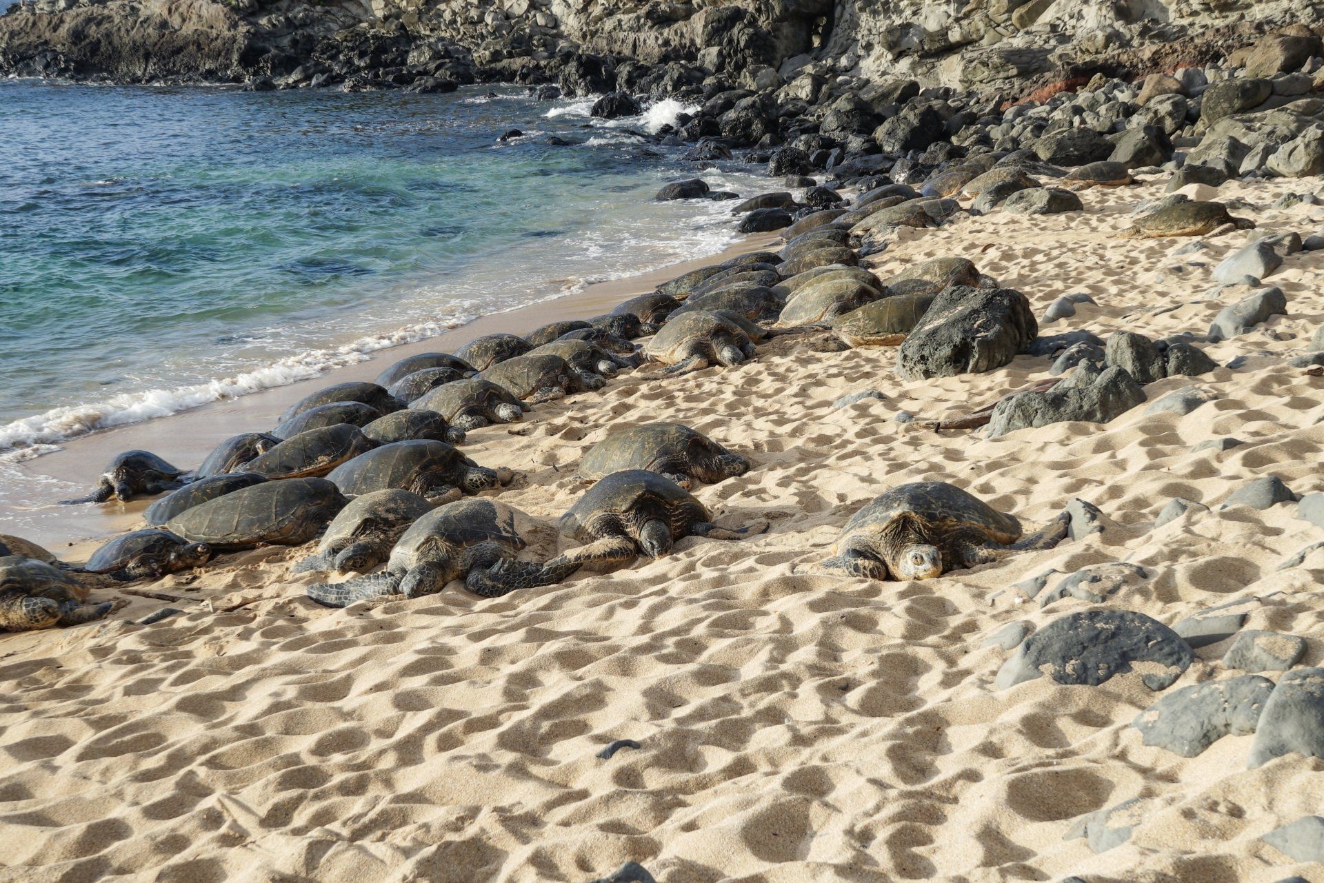 See turtles in Maui