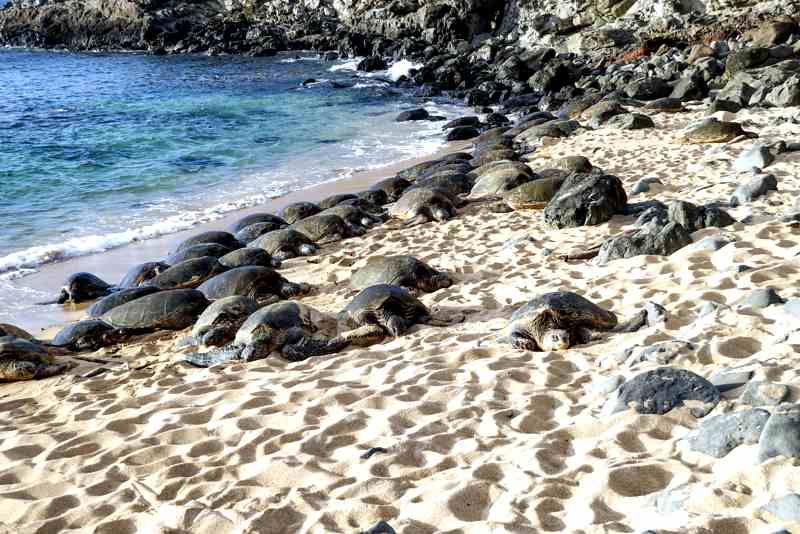 Hawaiian green sea turtles resting on Ho‘okipa Beach in Maui