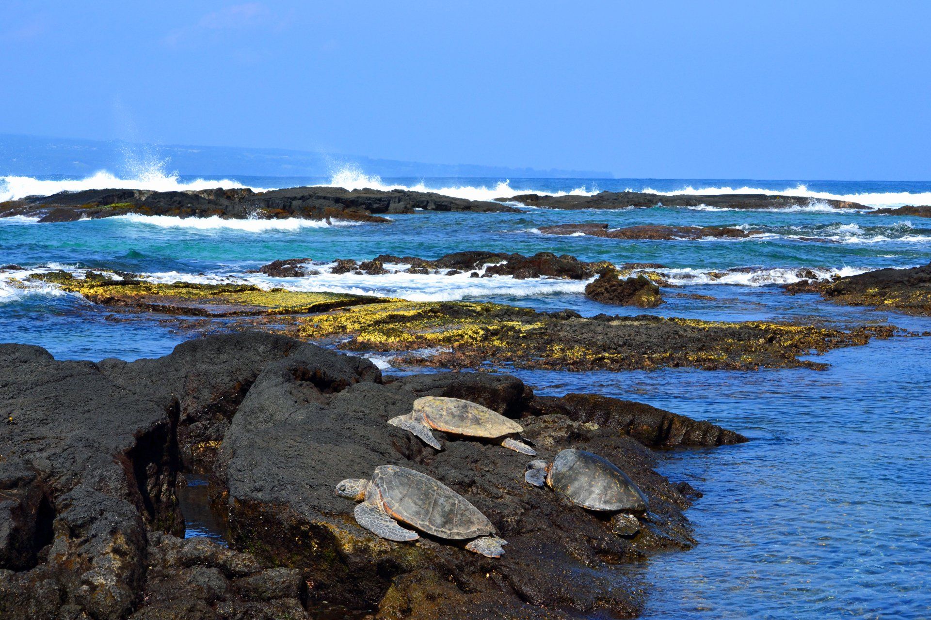tour to Black sand Beach Hilo