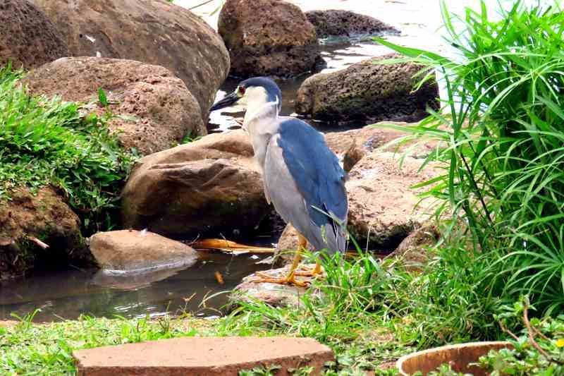 Private Maui rainforest valley tour with waterfalls and tropical scenery