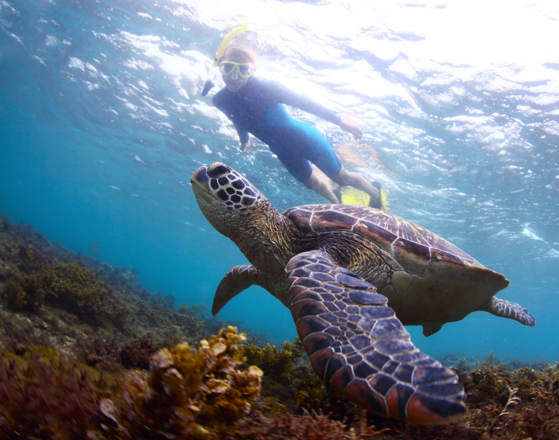 snorkeling with sea turtles in Kona Hawaii
