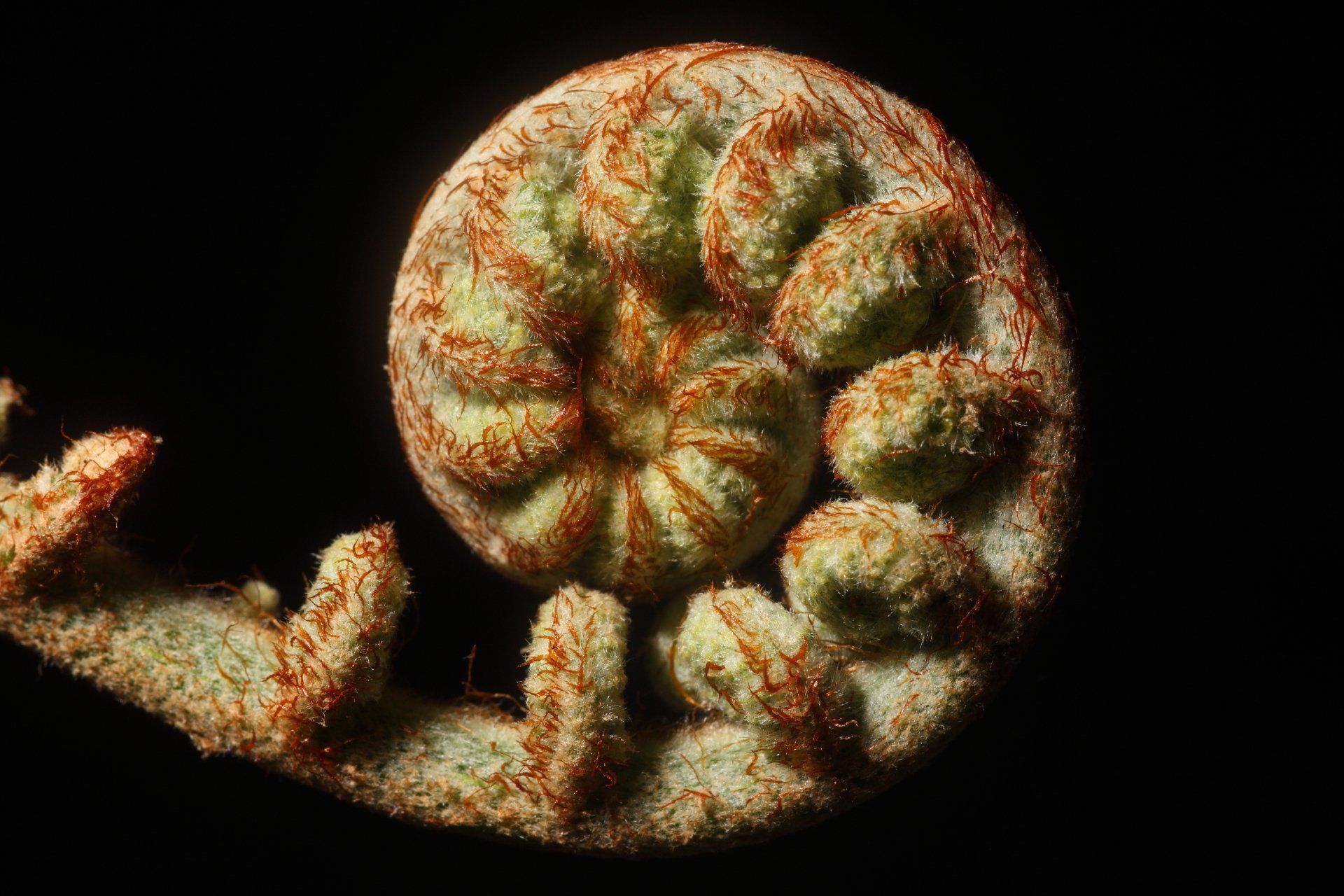 Hawaii Volcanoes National Park