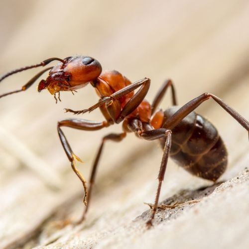 General Pests