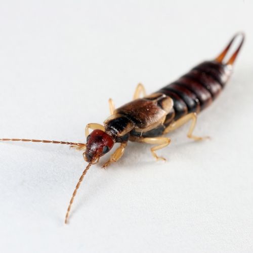 Earwig pest control