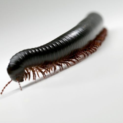 millipede pest control