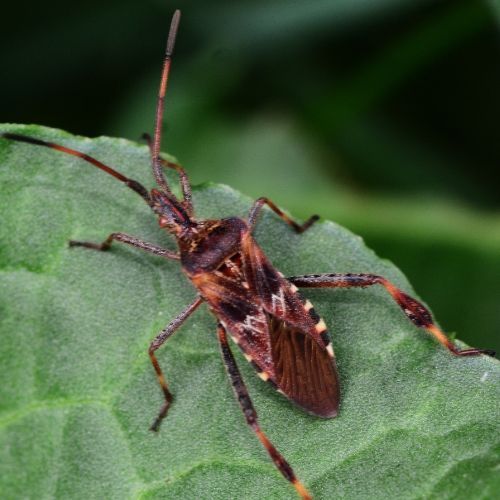 seed bug pest control