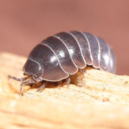 roly poly pest control