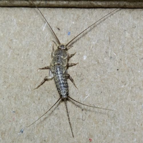silverfish pest control