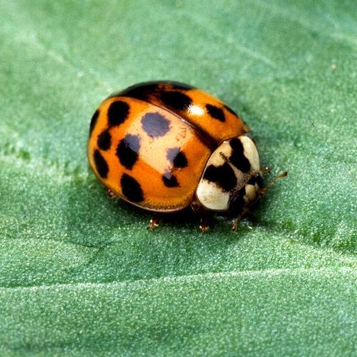 Lady Bug Pest Control