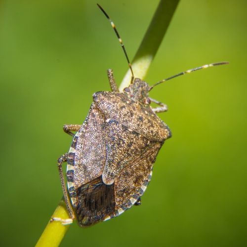 stink bug pest control