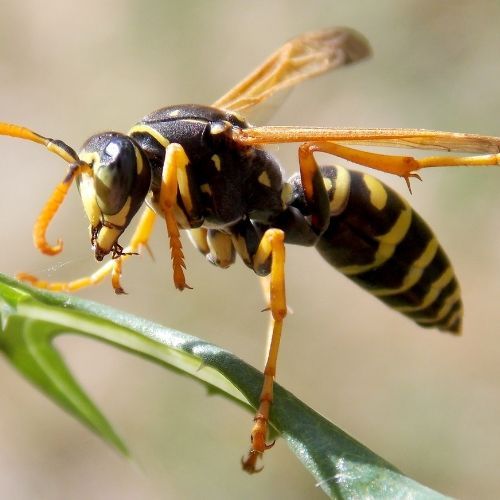 Stinging Insects