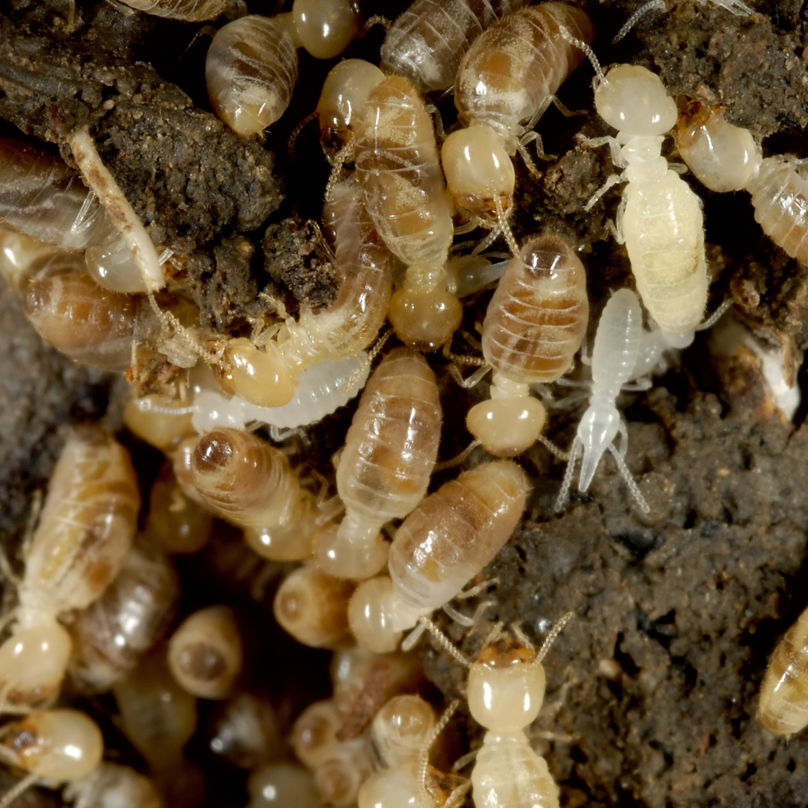 Wood Destroying Insects