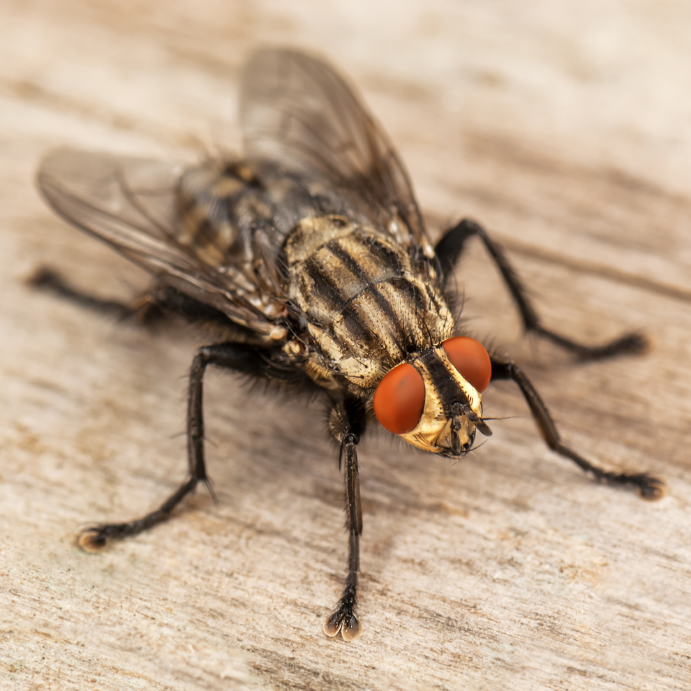 Fly Pest Control