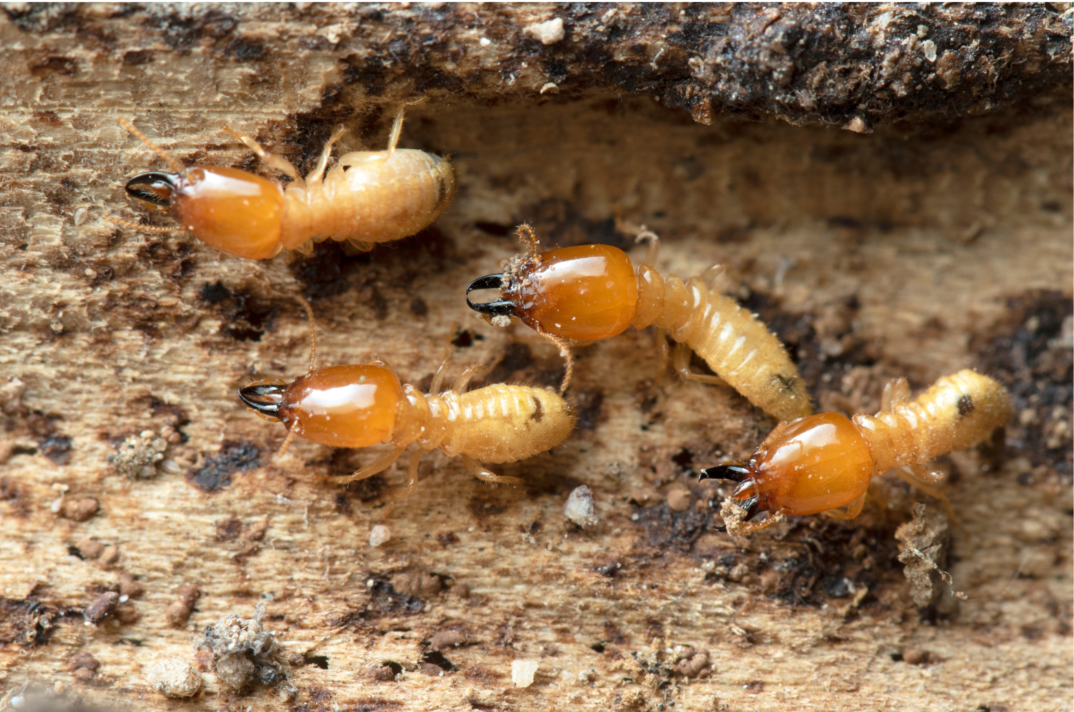 Termites