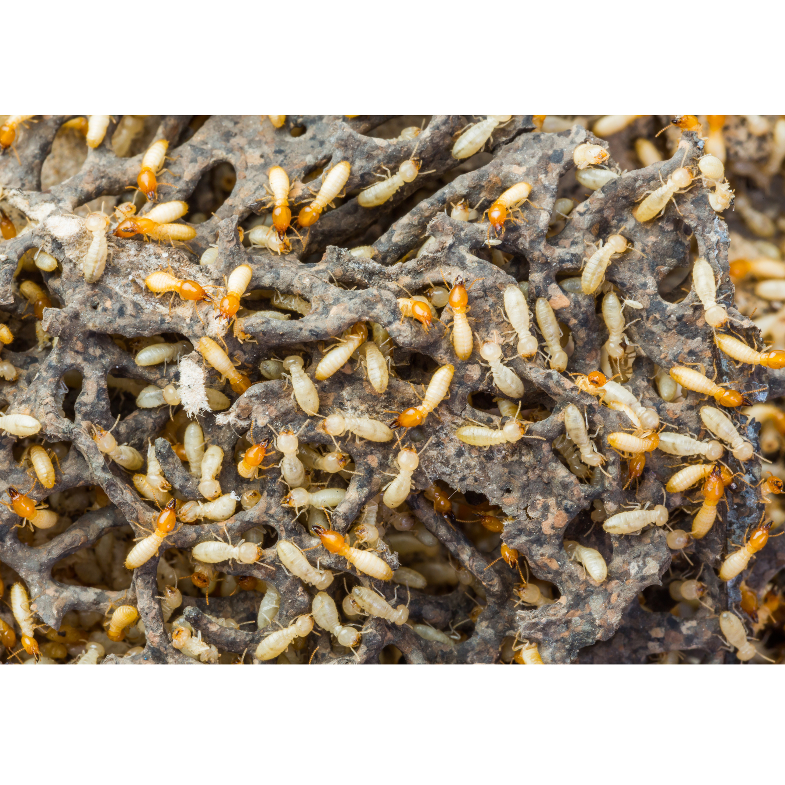 Termites