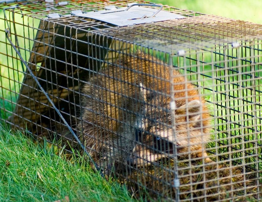 Raccoon in trap