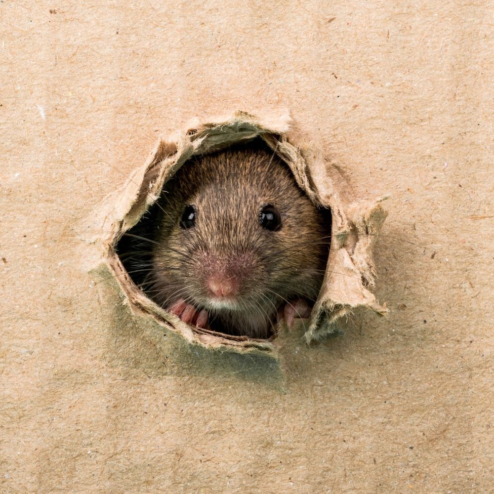 Mouse looking in hole