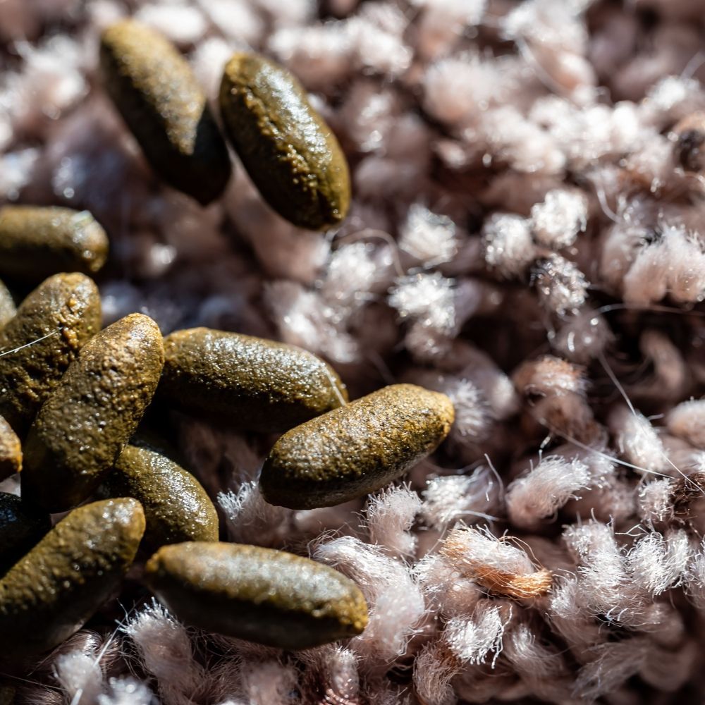 Odorous House Ants - Downriver Pest Control