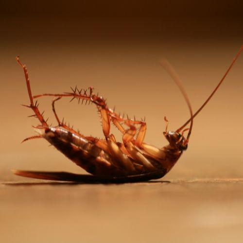 Dead Cockroach