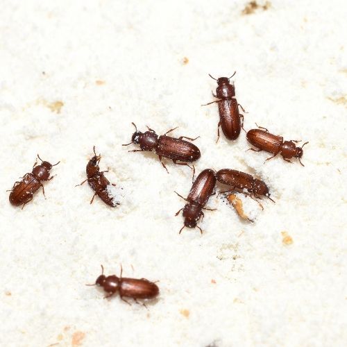 Pantry beetle pest control