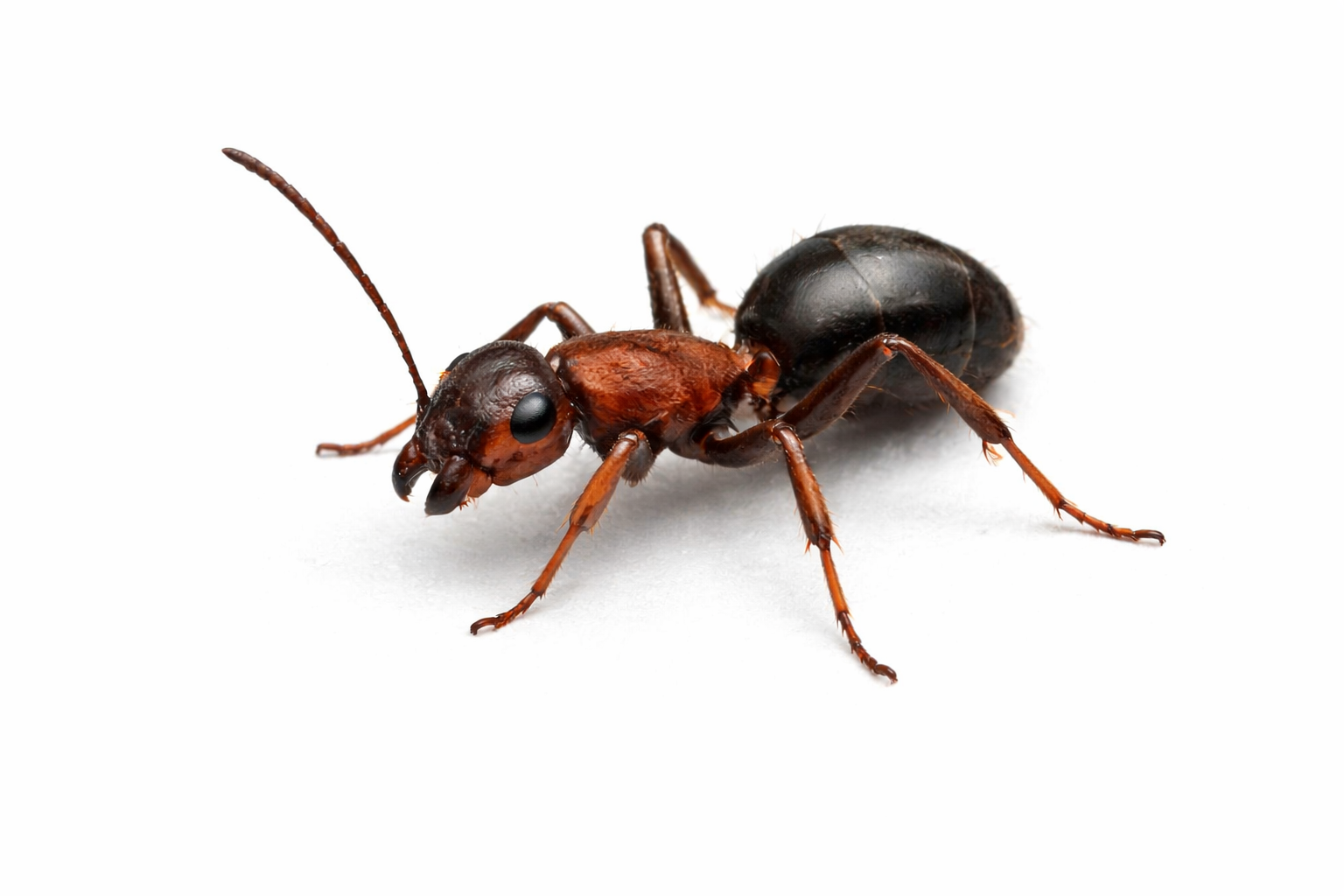 Ant Pest Control