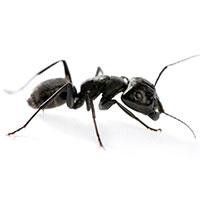 Carpenter Ant — Downriver Workers And Business Trucks in Romulus, MI