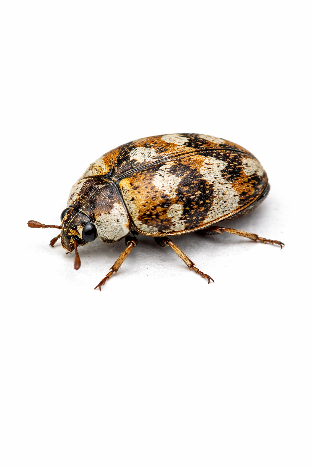 carpet beetle pest control