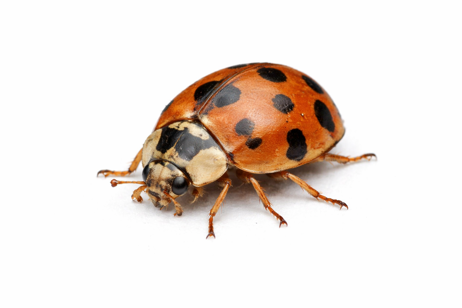 Lady Bug Pest Control