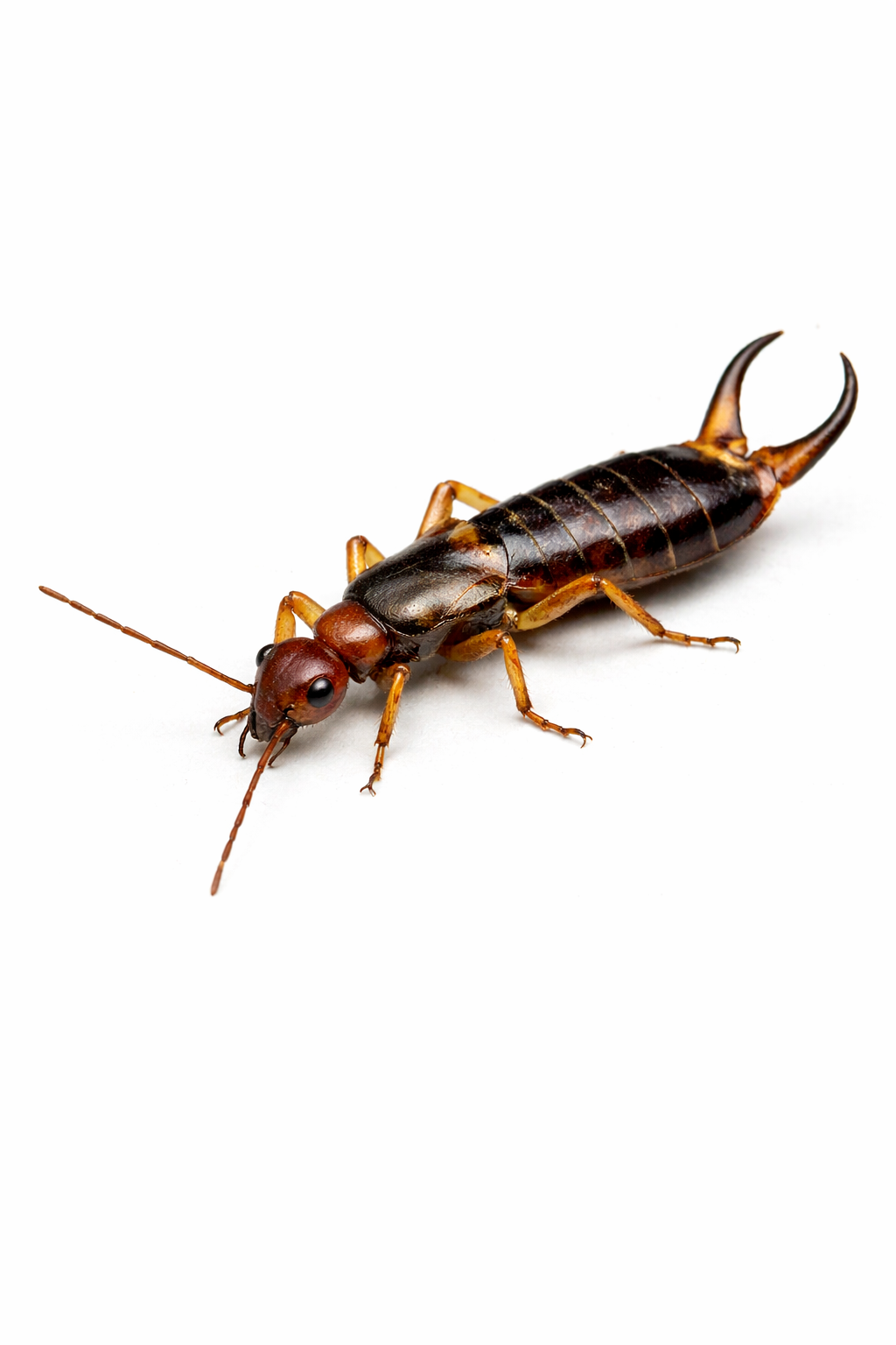Earwig pest control 
