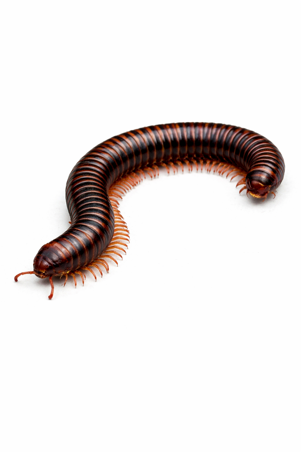 millipede pest control