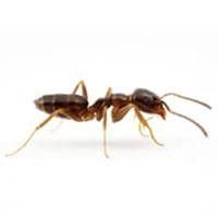 Odorous House Ants — Downriver Workers And Business Trucks in Romulus, MI