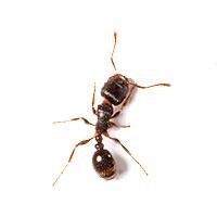 Pavement Ant — Downriver Workers And Business Trucks in Romulus, MI