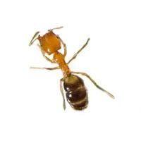 Pharaoh Ant — Downriver Workers And Business Trucks in Romulus, MI