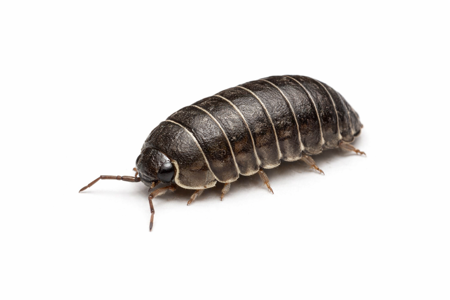 roly poly pest control