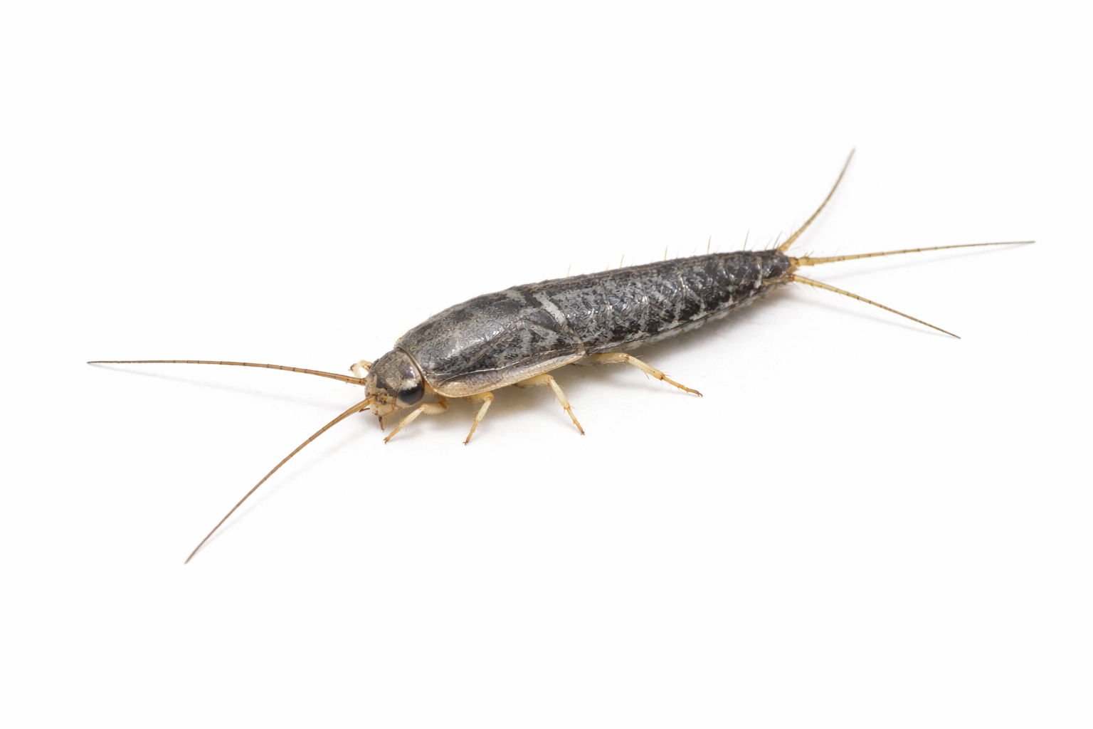 silverfish pest control 