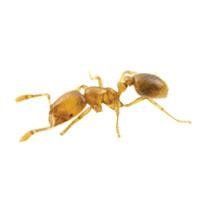 Thief Ant — Downriver Workers And Business Trucks in Romulus, MI