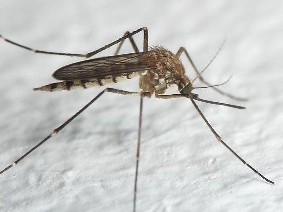 Odorous House Ants - Downriver Pest Control