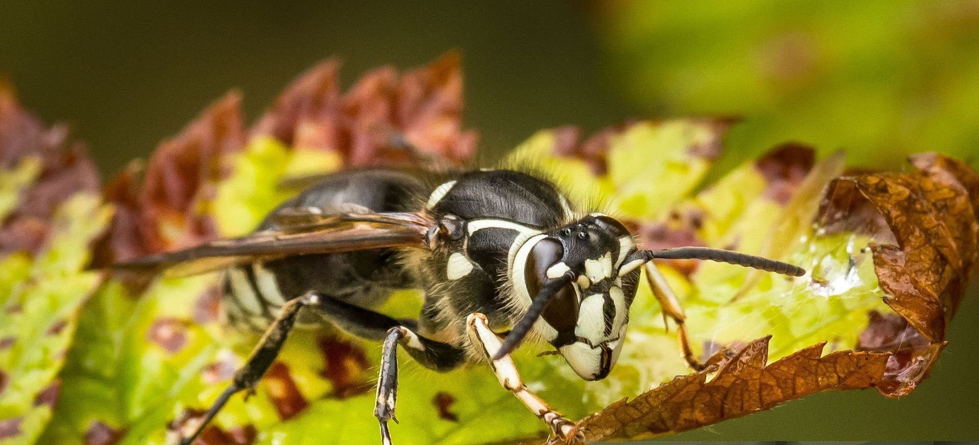 Bald Faced Hornet