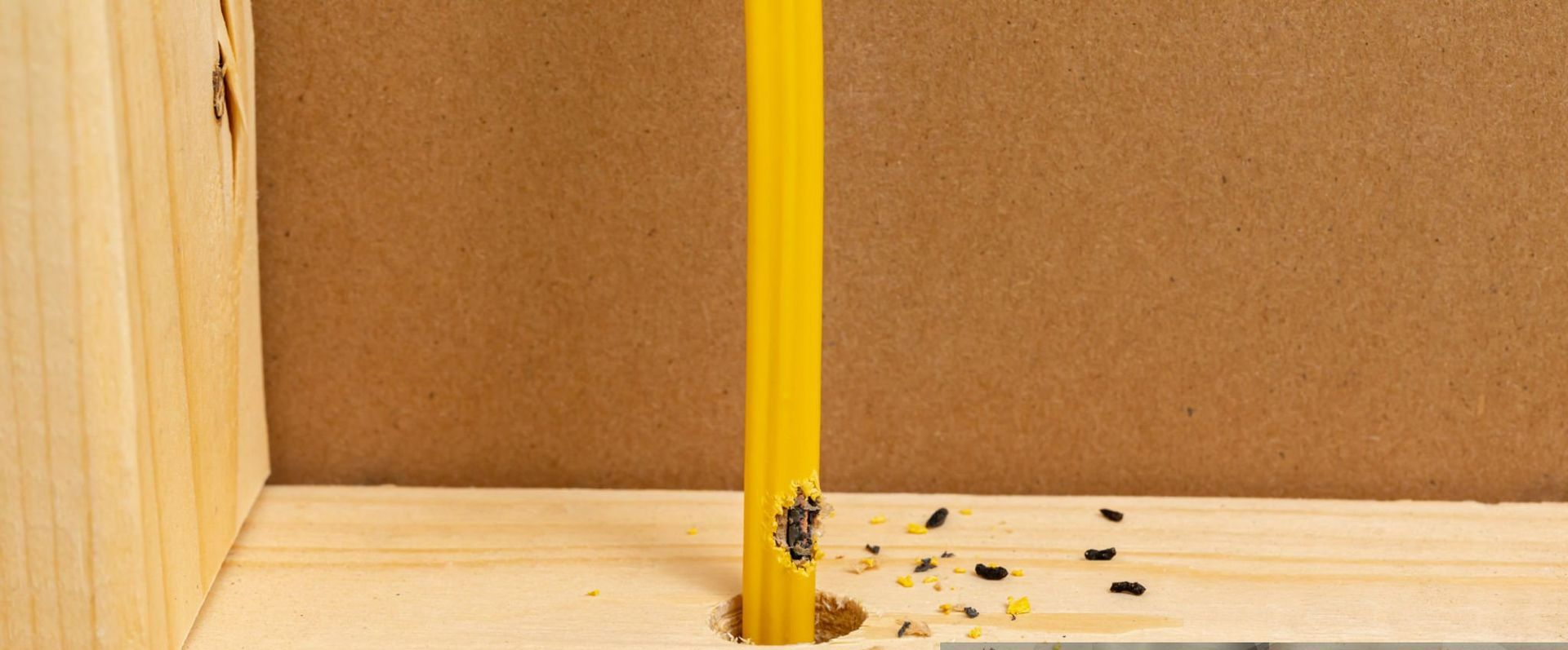 chewed wire and mouse droppings