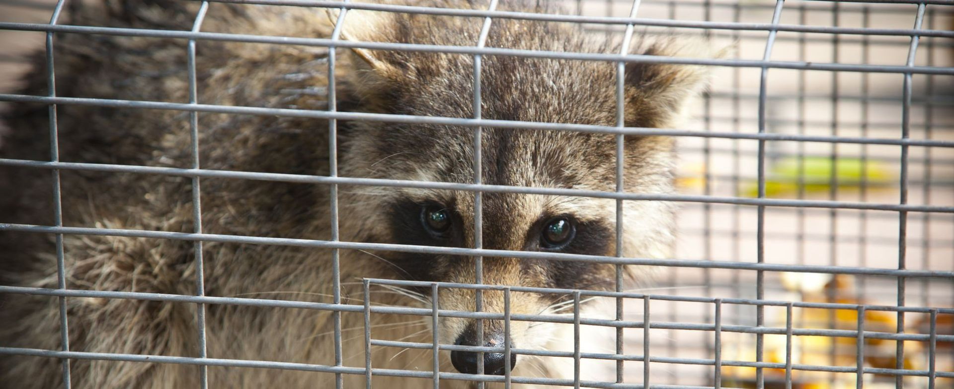 Raccoon in Trap