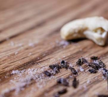 Carpenter Ants - Downriver Pest Control