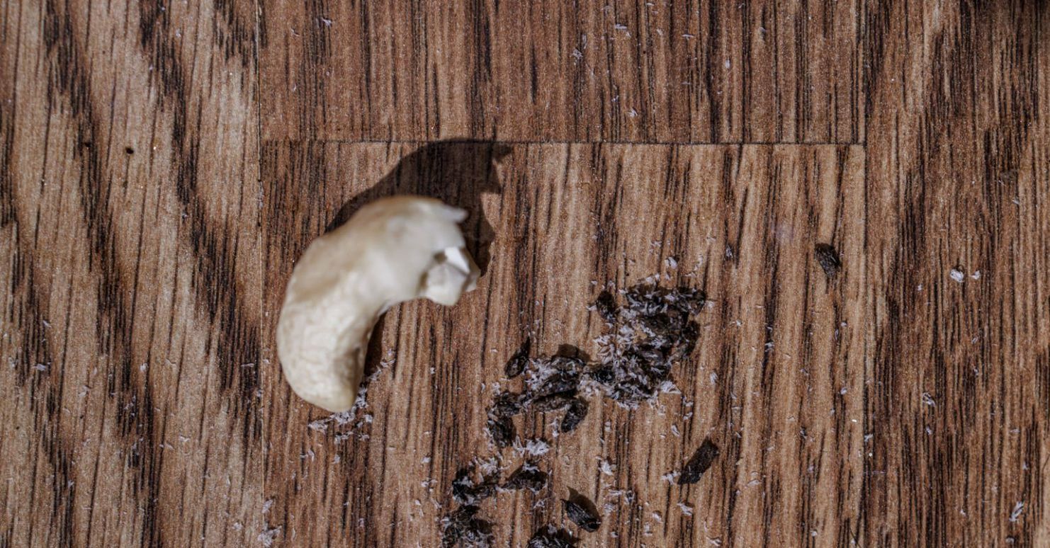 mice droppings next to food