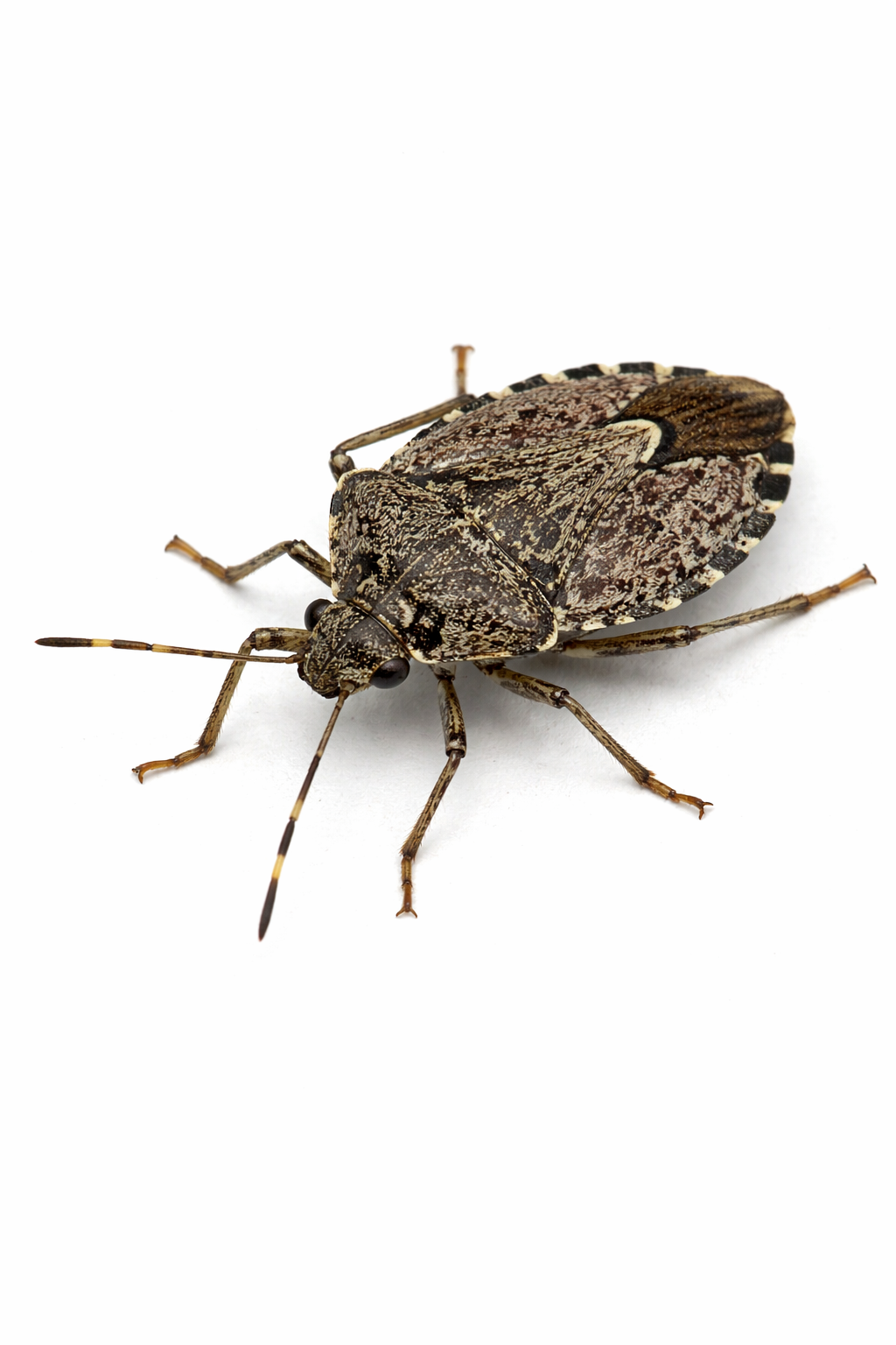 stink bug pest control