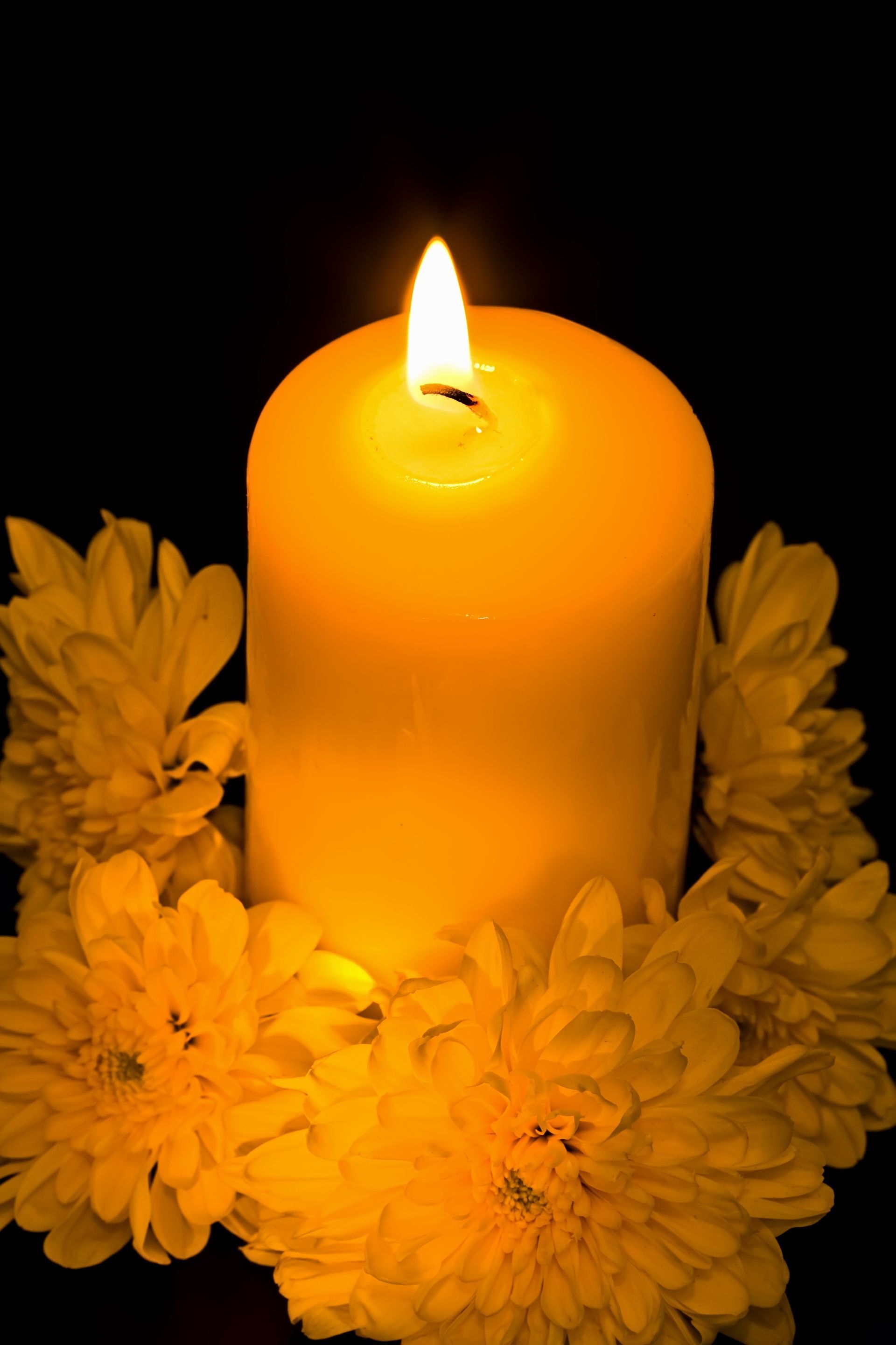 A white flower with a yellow center on a black background